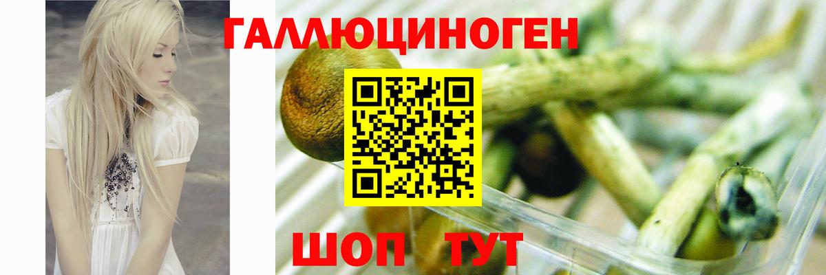 Псилоцибиновые грибы Psilocybe Ленинск-Кузнецкий